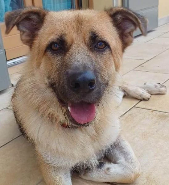 BUBU, cane energico e solare (a Mantova) | Foto 6