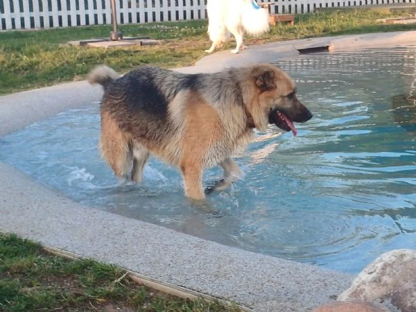 BUBU, cane energico e solare (a Mantova) | Foto 5