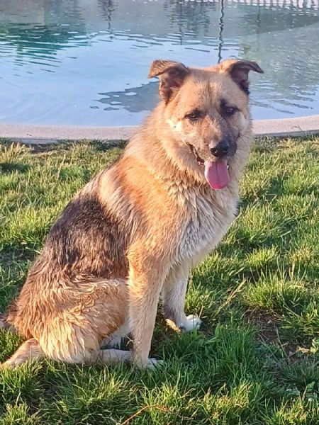 BUBU, cane energico e solare (a Mantova) | Foto 4