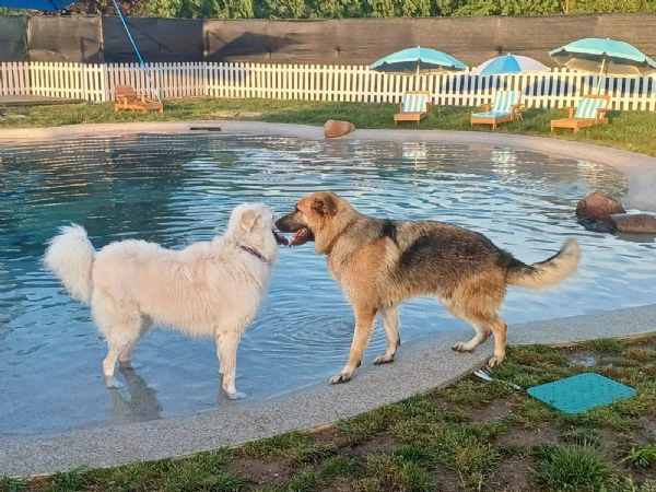 BUBU, cane energico e solare (a Mantova)