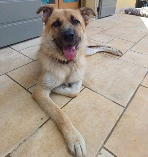 BUBU, cane energico e solare (a Mantova) | Foto 3