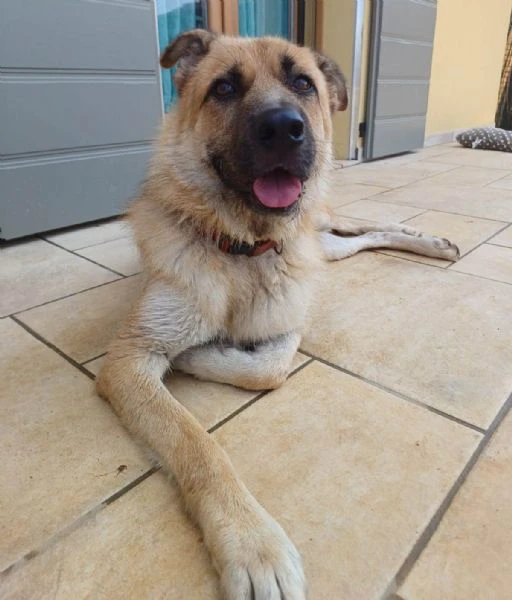 BUBU, cane energico e solare (a Mantova) | Foto 2