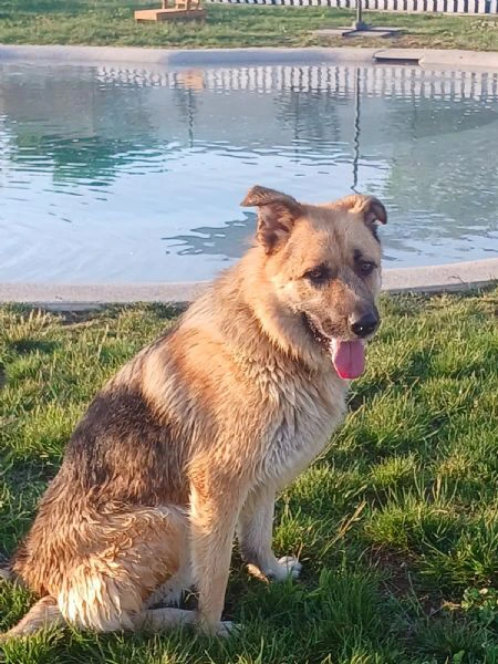 BUBU, cane energico e solare (a Mantova) | Foto 1