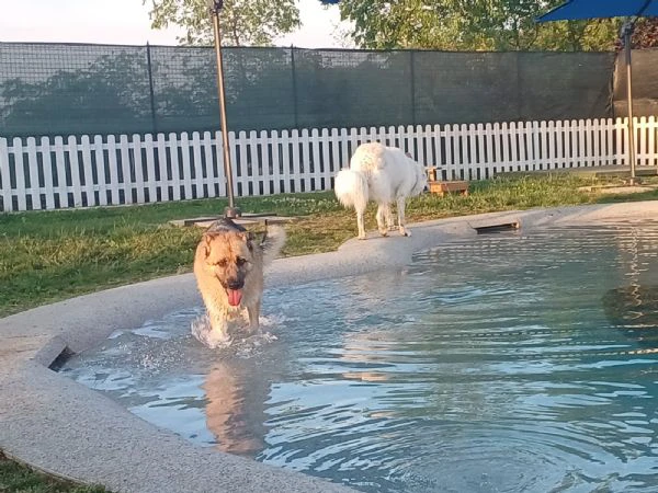 BUBU, cane energico e solare (a Mantova) | Foto 0