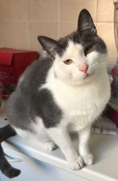 PIUMA, gattina simpaticissima (a Bologna) | Foto 1