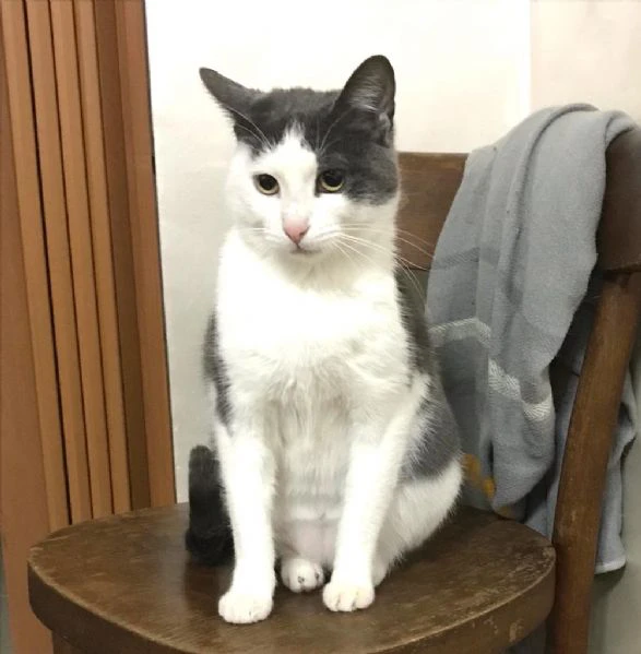 PIUMA, gattina simpaticissima (a Bologna)