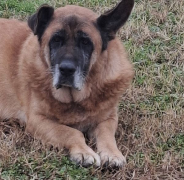 TYSON, dopo una vita a catena, per lui desideriamo una bella adozione | Foto 1