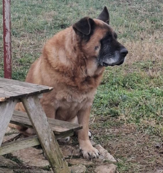 TYSON, dopo una vita a catena, per lui desideriamo una bella adozione | Foto 0