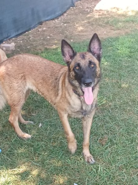 LAIKA, Pastore Belga Malinois, cerca casa (si trova a Mantova) | Foto 6