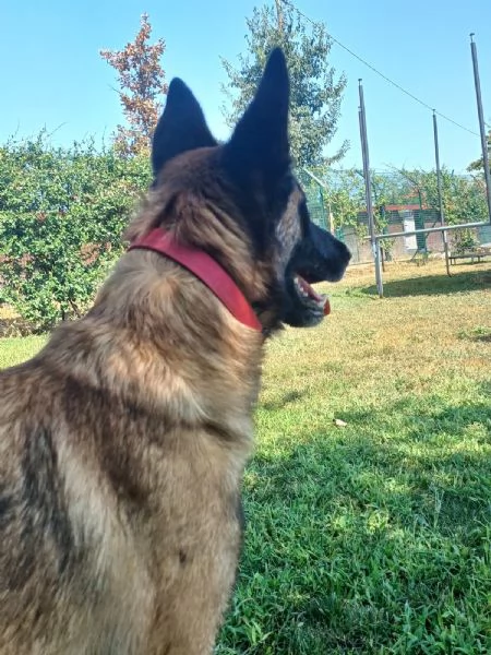 LAIKA, Pastore Belga Malinois, cerca casa (si trova a Mantova) | Foto 5
