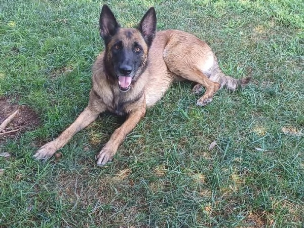 LAIKA, Pastore Belga Malinois, cerca casa (si trova a Mantova) | Foto 4