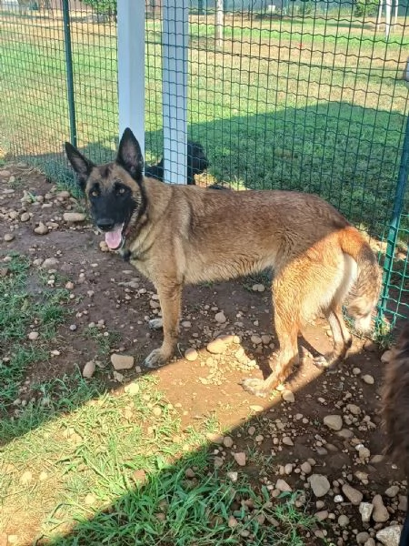 LAIKA, Pastore Belga Malinois, cerca casa (si trova a Mantova) | Foto 3