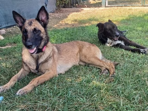 LAIKA, Pastore Belga Malinois, cerca casa (si trova a Mantova) | Foto 2