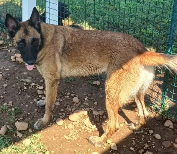 LAIKA, Pastore Belga Malinois, cerca casa (si trova a Mantova)
