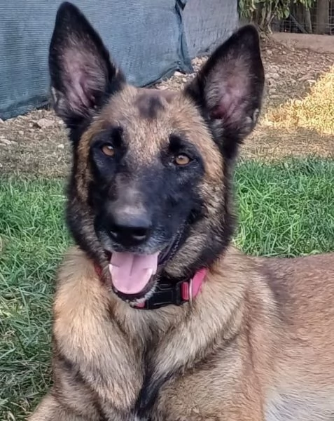 LAIKA, Pastore Belga Malinois, cerca casa (si trova a Mantova) | Foto 1
