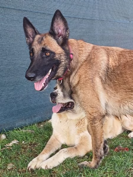 LAIKA, Pastore Belga Malinois, cerca casa (si trova a Mantova) | Foto 0