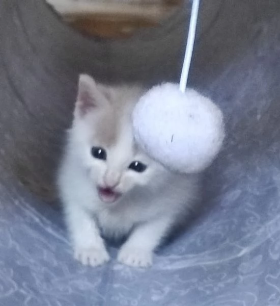 ANGY è uno splendore di micia di 2,5 mesi | Foto 10