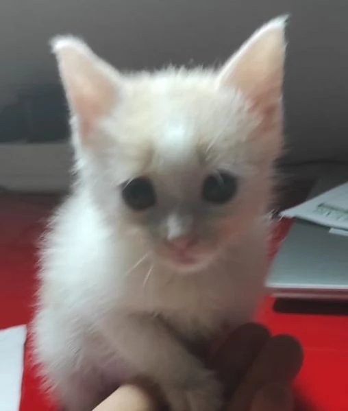 ANGY è uno splendore di micia di 2,5 mesi | Foto 9