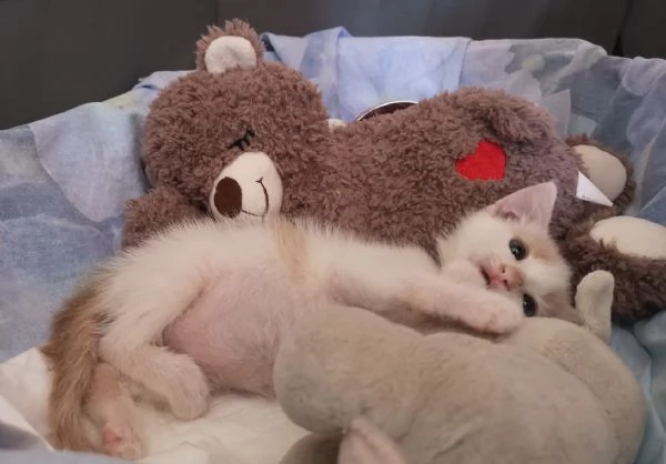 ANGY è uno splendore di micia di 2,5 mesi | Foto 8