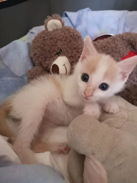 ANGY è uno splendore di micia di 2,5 mesi | Foto 7