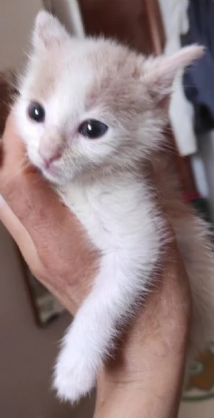 ANGY è uno splendore di micia di 2,5 mesi | Foto 6