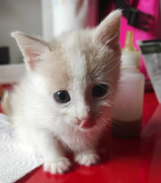 ANGY è uno splendore di micia di 2,5 mesi | Foto 5