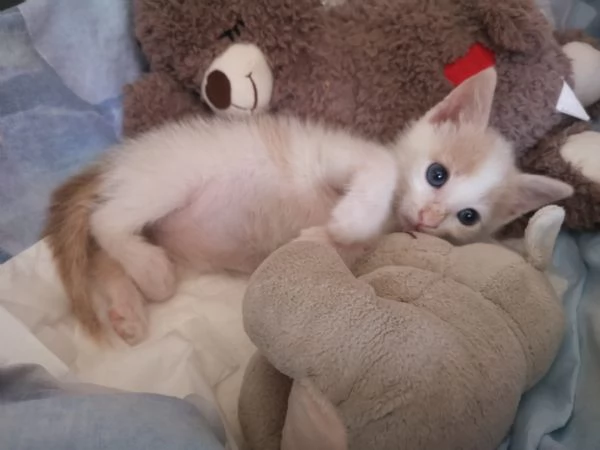 ANGY è uno splendore di micia di 2,5 mesi | Foto 4