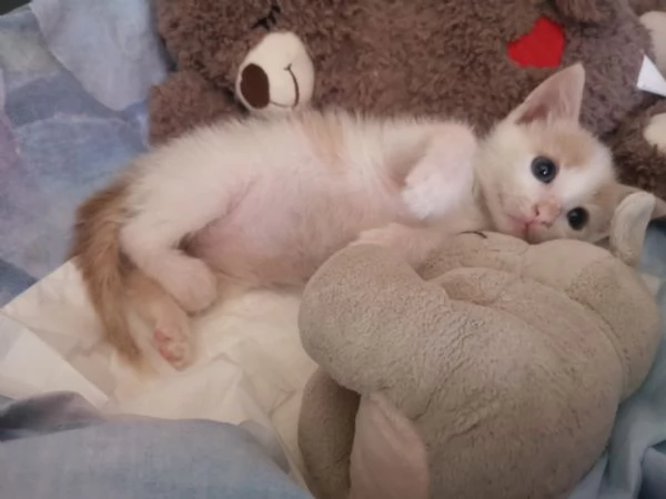 ANGY è uno splendore di micia di 2,5 mesi | Foto 3