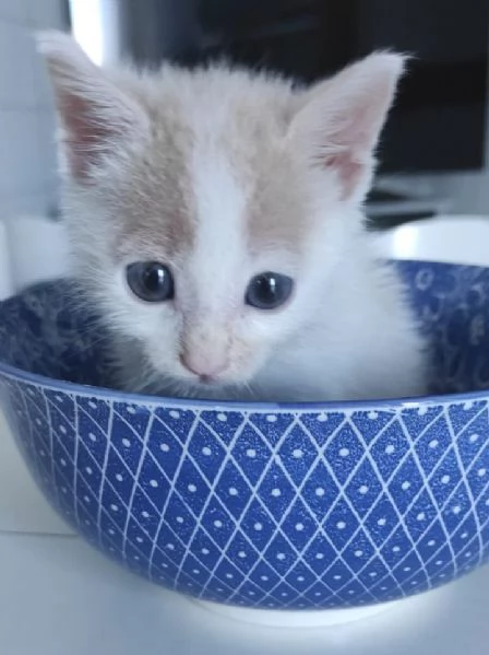 ANGY è uno splendore di micia di 2,5 mesi | Foto 2