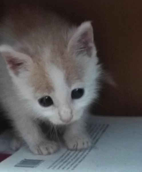 ANGY è uno splendore di micia di 2,5 mesi | Foto 1