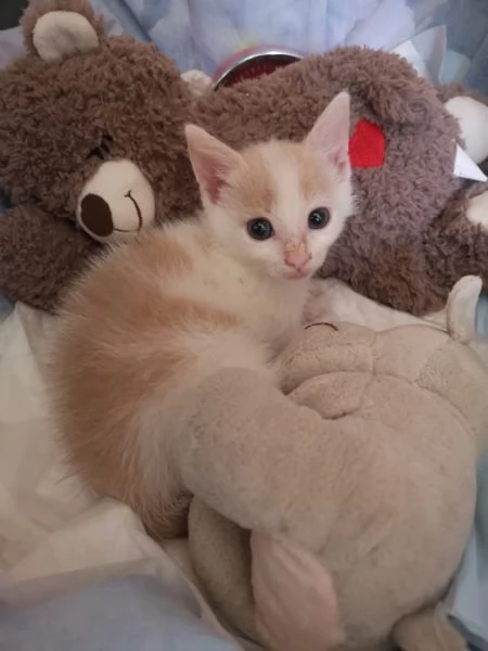 ANGY è uno splendore di micia di 2,5 mesi