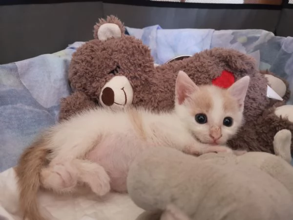 ANGY è uno splendore di micia di 2,5 mesi | Foto 0