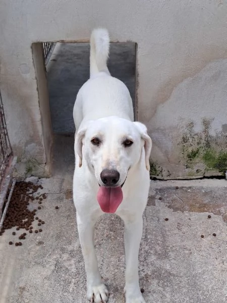 MINERVA, 22 kg, giovanissima | Foto 6