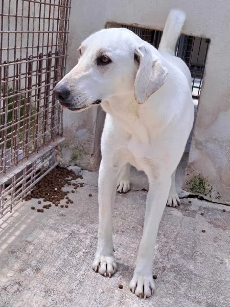 MINERVA, 22 kg, giovanissima | Foto 5