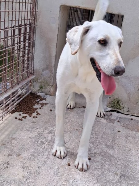 MINERVA, 22 kg, giovanissima | Foto 4