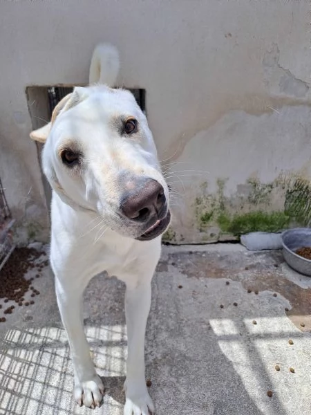 MINERVA, 22 kg, giovanissima | Foto 3