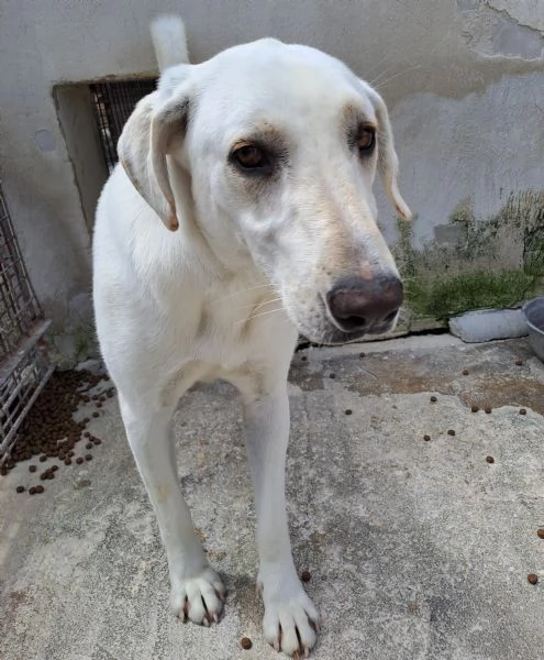 MINERVA, 22 kg, giovanissima | Foto 2