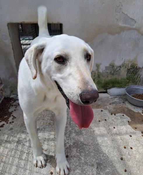 MINERVA, 22 kg, giovanissima