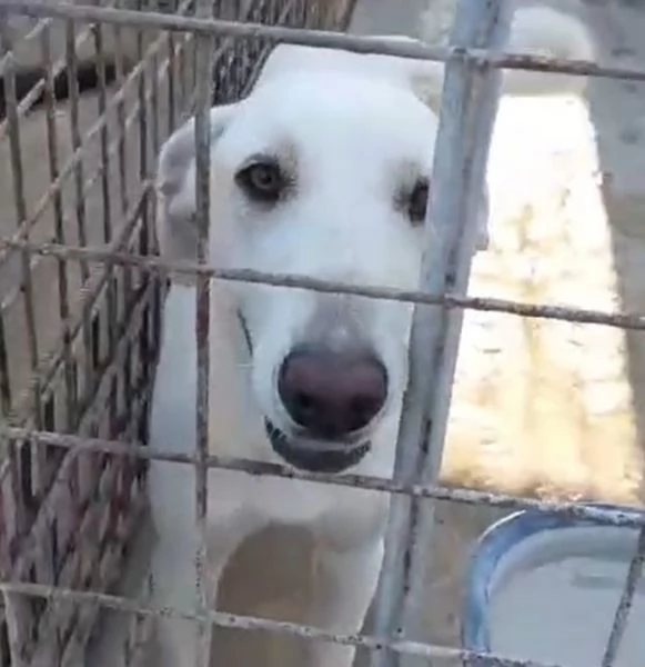 MINERVA, 22 kg, giovanissima | Foto 1