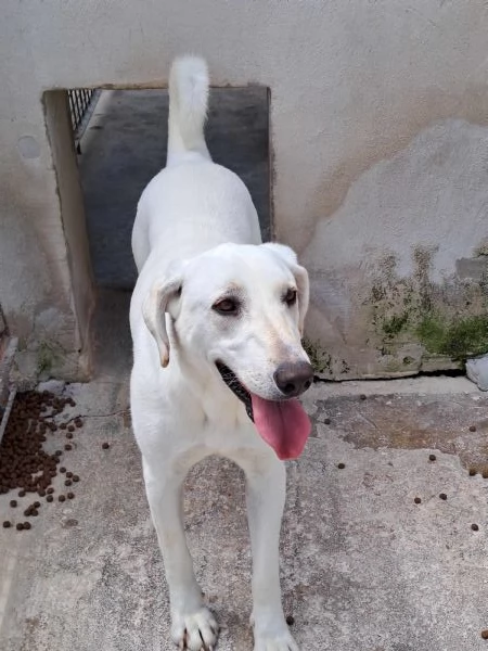 MINERVA, 22 kg, giovanissima | Foto 0