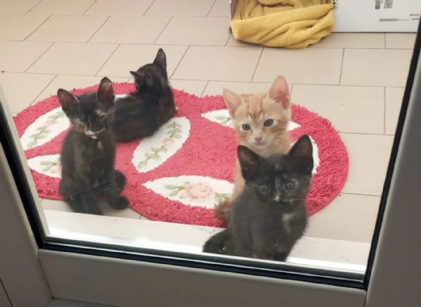 3 squamine meravigliose di  2 mesi | Foto 4