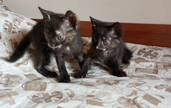 3 squamine meravigliose di  2 mesi | Foto 3