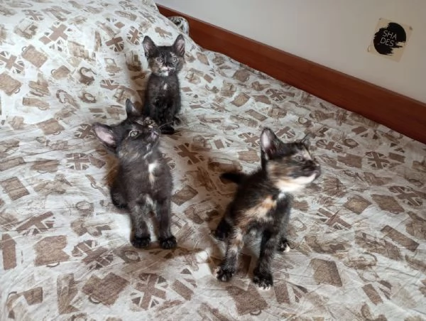 3 squamine meravigliose di  2 mesi | Foto 2