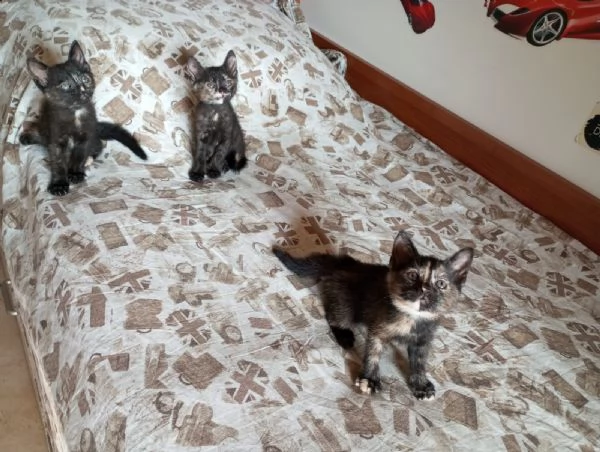 3 squamine meravigliose di  2 mesi | Foto 1