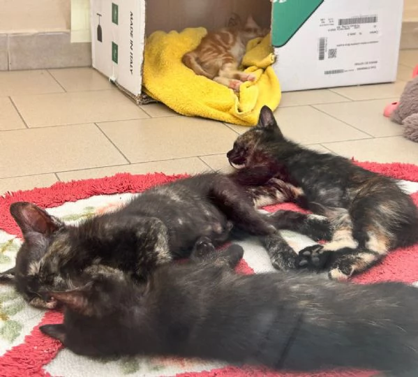 3 squamine meravigliose di  2 mesi