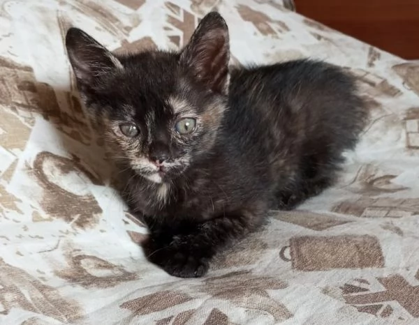 3 squamine meravigliose di  2 mesi | Foto 0