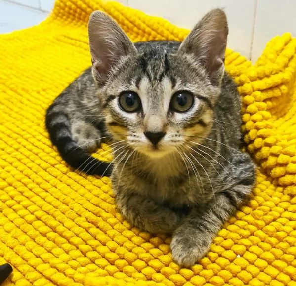 SARA, 2 mesi, meravigliosa | Foto 0