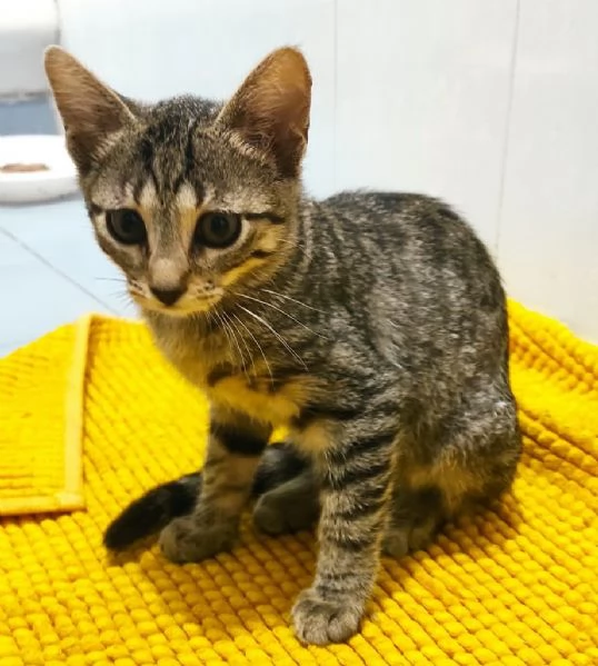 SARA, 2 mesi, meravigliosa