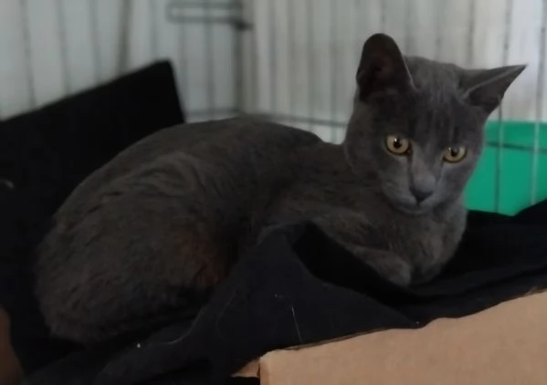 SIMIL CERTOSINI DI 5 MESI | Foto 4