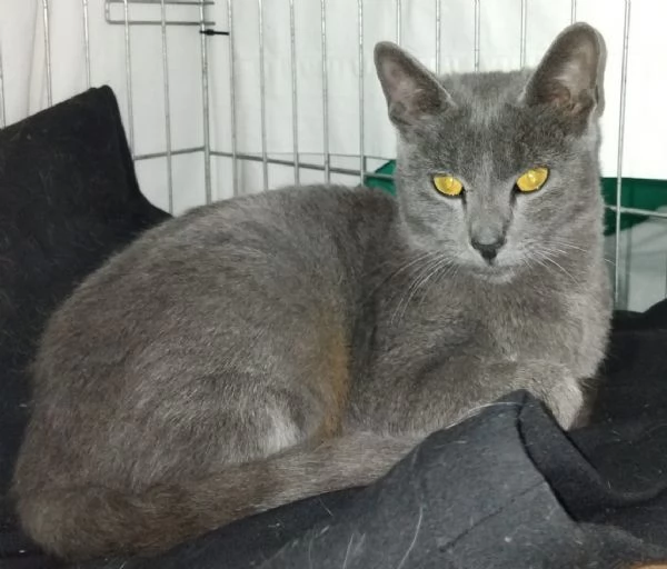 SIMIL CERTOSINI DI 5 MESI | Foto 1